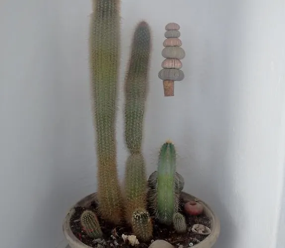 酒店 曼塔乐纳酒店